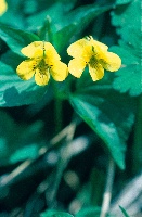 Viola acutifolia